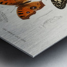 Collection of butterflies Metal print