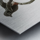 Swallow-winged puffbird  Metal print