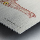 Aulostoma maculatum Metal print