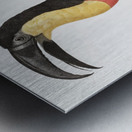 Green-billed toucan  Metal print