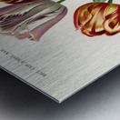 Didier&39s tulip Tulipa gesneriana Metal print