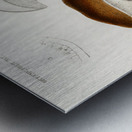 Penny bun Boletus edulis Metal print