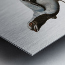 Pterosaur Pterodactylus Metal print