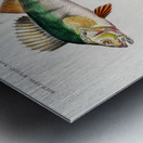 Perca fluviatilis and Gymnocephalus Metal print