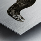 Black-necked Aracari male  Metal print