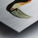 Red-billed Toucan Metal print