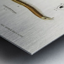 Different types of millipeds Metal print