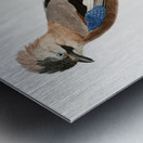 Eurasian Jay  Metal print
