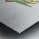 Red-belt barbet  Metal print