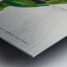 Pavonine quetzal Pharomachrus pavoninus Metal print