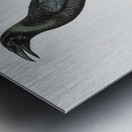 Manucode Male  Metal print