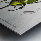 Chrysina Macropus Chrysophora Macropa and Eastern Hecules Beetle Scarabaeus Hyllus Metal print