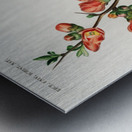 Maule&39s quince Cydonia japonica Metal print