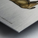 Wild goat Capra Agagrus Metal print