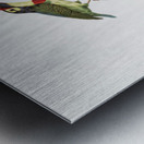 Coppersmith barbet  Metal print