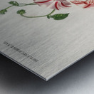 Morning-glory Pharbitis hispida Metal print