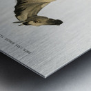 Horse Equus ferus caballus Metal print