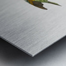 Giant mantis shrimp Squilla Maculata Metal print