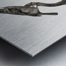 Barbet male  Metal print