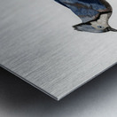 Blue Jay  Metal print