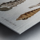 Different types of mollusks Metal print