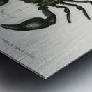 The Emperor Scorpion Buthus Afer Metal print