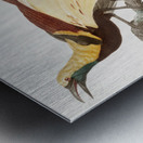 Young emperor bird-of-paradise male  Metal print