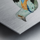 Abyssinian roller male  Metal print