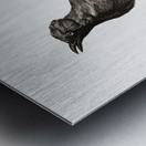 Paradise crow male  Metal print