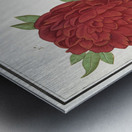 Peony and anemone in vintage style Metal print