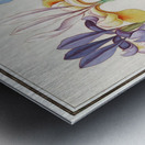 Iris in vintage style Metal print