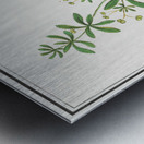 Cleavers plant in vintage style Metal print