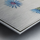 Blue strawflower in vintage style Metal print