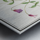 Clematis in vintage style Metal print