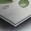 Myrtle family in vintage style Metal print