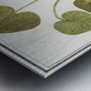 Mansoor flower in vintage style Metal print