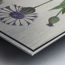 Centaury flower in vintage style Metal print