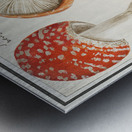 Mushrooms in vintage style Impression metal