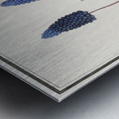 Grape hyacinth in vintage style Metal print