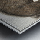 Wild boar in vintage style Metal print