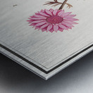 Pink flower and marigold in vintage style Metal print