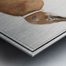 Coatimundi in vintage style Metal print