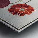 Poppy in vintage style Metal print