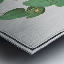 Unknown plant in vintage style Metal print