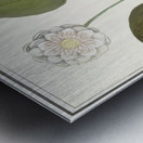 Water lily in vintage style Metal print