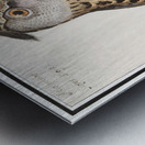 Scops owl in vintage style Metal print