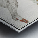 Farm goose in vintage style Metal print