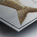 Shad in vintage style Metal print
