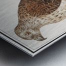 Northern goshawk vintage style Metal print