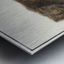 Grizzly bear in vintage style Metal print